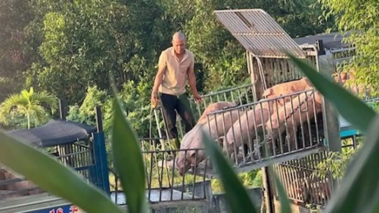 Triệt phá đường dây vận chuyển, mua bán hơn 250 tấn lợn bệnh ở Quảng Trị