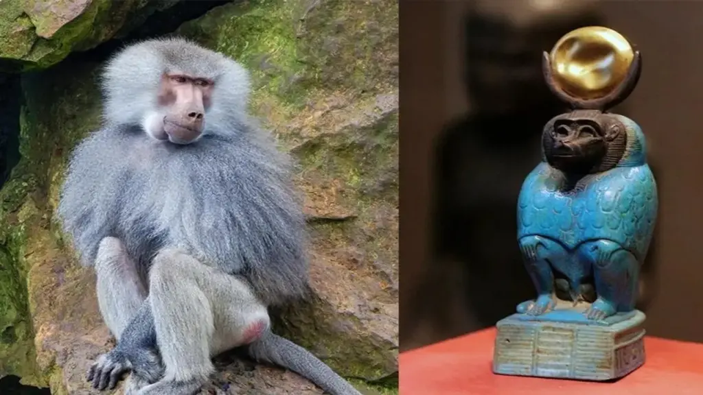 Vì sao thần Thoth của Ai Cập được thể hiện dưới dạng cò và khỉ đầu chó?