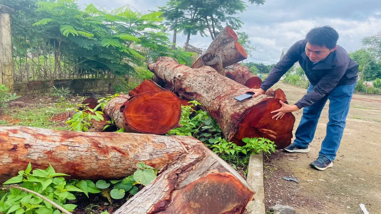 Vụ 13 cây xanh bị chặt tại trụ sở xã: Công an khẳng định "không có tư lợi"