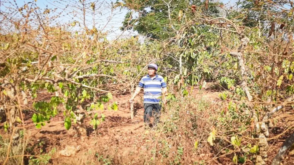 Vụ cổ phần hóa Công ty Cà phê Gia Lai: 130 hộ chưa ký nhận khoán
