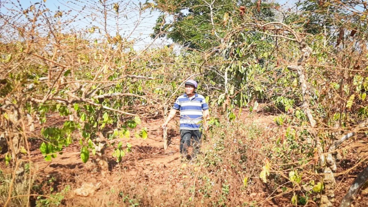 Vụ cổ phần hóa Công ty Cà phê Gia Lai: 130 hộ chưa ký nhận khoán