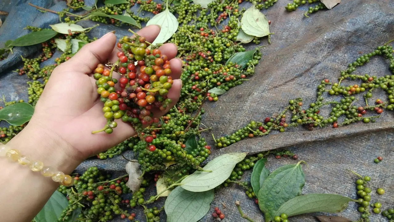 Xuất khẩu hồ tiêu tiến sát 1 tỷ USD, vì sao giá trong nước vẫn lao dốc?