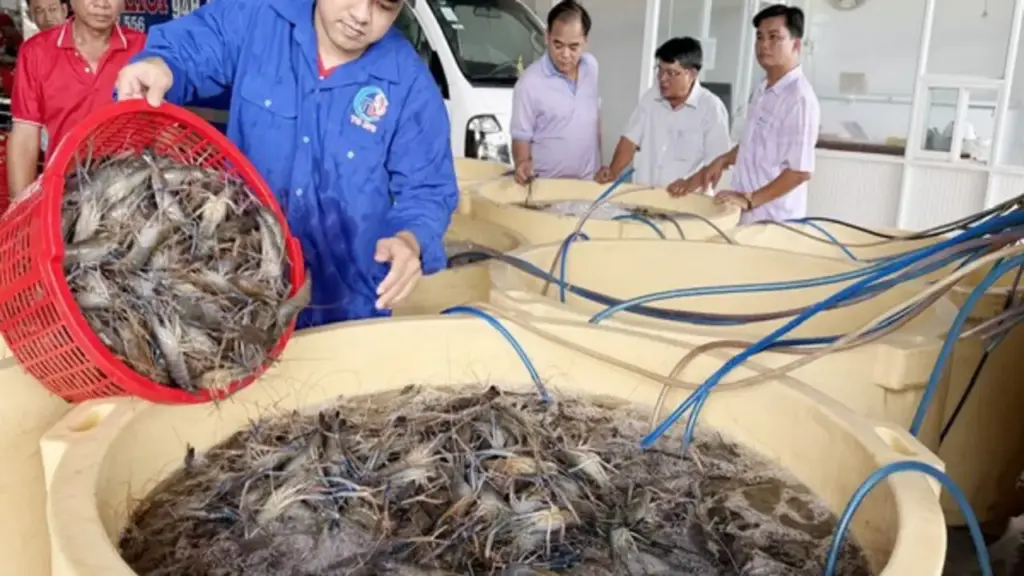 Xuất khẩu tôm càng xanh mở ra hướng đi mới cho mô hình lúa - tôm