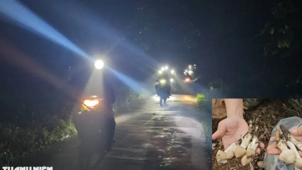 Xuyên đêm săn nấm mối: Hàng trăm người đổ về rừng ở Đồng Nai